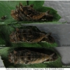 nep rivularis larva5 volg21